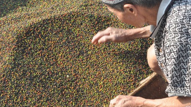 Ilustrasi. Petani mengumpulkan buah lada yang dijemurnya, di Blambangan Umpu, Waykanan, Lampun. (Foto: Antara/Gatot Arifianto)