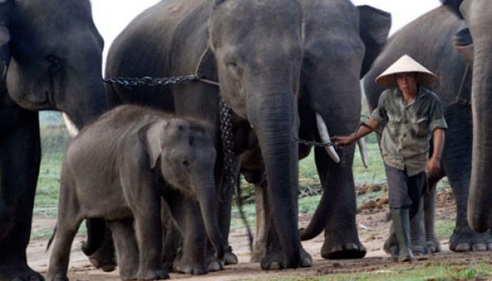 Ilustrasi - Pengasuh gajah membawa sejumlah gajah ke areal penggembalaan di Pusat Konservasi Gajah Way Kambas, Lampung Timur. (Foto: Antara/Regina Safri)