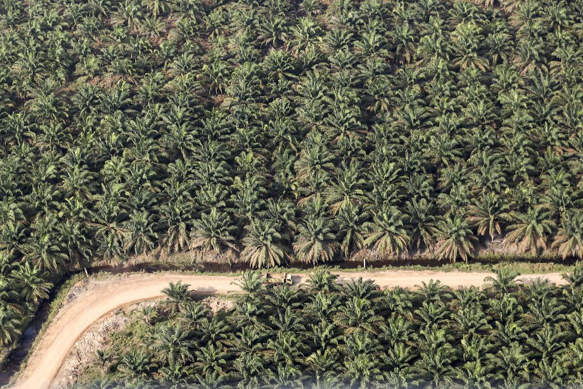 Foto udara perkebunan kelapa sawit di Ogan Komering Ilir (OKI), Sumatra Selatan, Kamis 13 September 2018. (Foto: Antara/Nova Wahyudi)