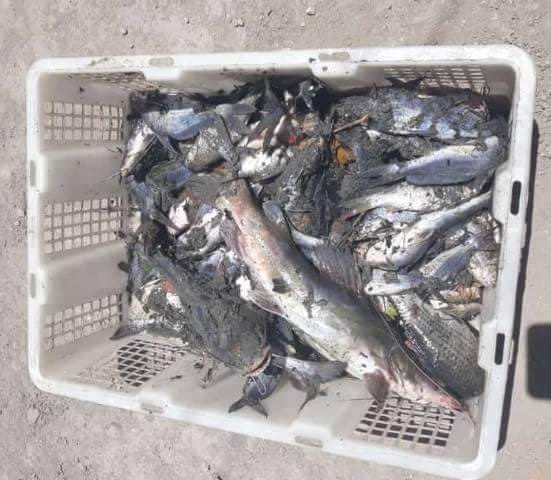 Ikan-ikan yang ditemukan mati, di dusun Wates, Desa Cangkir, Kecamatan Driyorejo. (Foto: Istimewa)