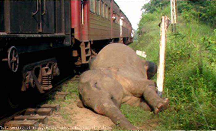 Salah satu gajah yang mati ditabrak kereta api di Welikanda, Sri Lanka, kemarin. (Foto: Foodevolution.com.ph)