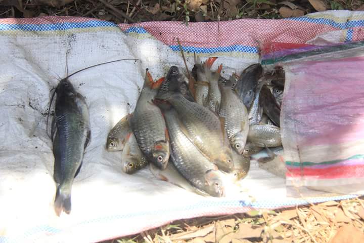 Beberapa ikan yang ditemukan mati karena keracunan limbah. (Foto: Ecoton)