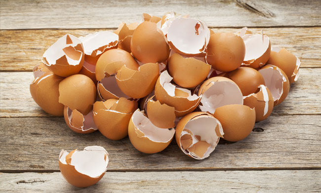 Ilustrasi cangkang telur. (Foto: Ilustrasi)
