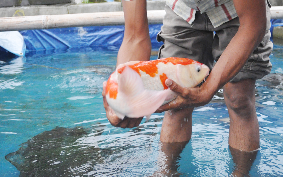 Ikan Koi dalam kolam terpal, hasil ekperimen namun kini menjadi pujaan banyak orang. foto:widikamidi/ngopibareng.id