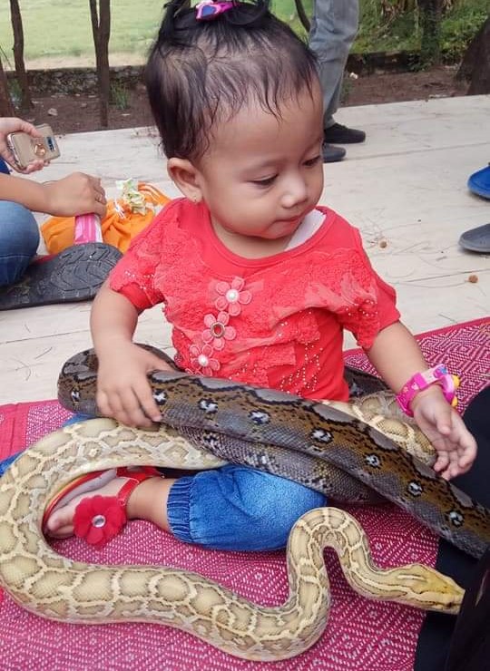 Taqqiyah El Shanum Asmara Setiawan, balita asal Desa Bulutengger, Kecamatan Sekaran, Kabupaten Lamongan sedang bermain ular sanca. (Foto: Totok/ngopibareng.id)