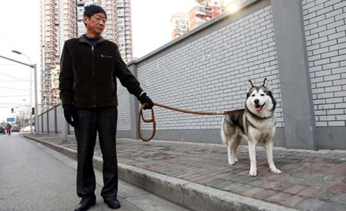 Seorang warga Kota Guangzhou jalan-jalan bersama anjing peliharaan. (Foto: Dok. AFP)