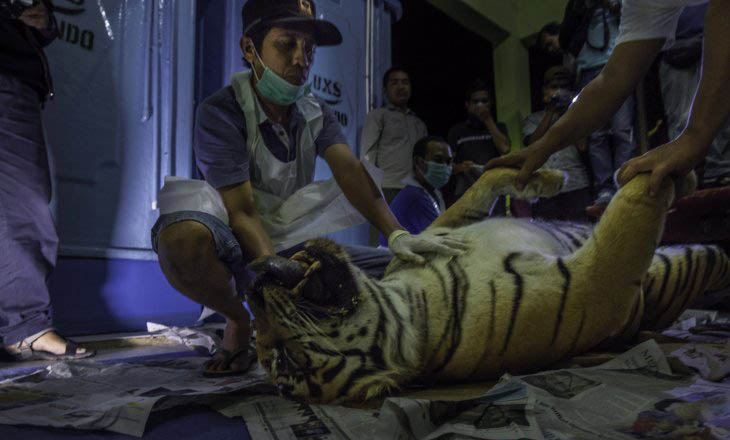 Tim medis melakukan nekropsi atau bedah bangkai harimau Sumatera liar yang mati terjerat, di kantor Balai Besar Konservasi Sumber Daya Alam (BBKSDA) Riau, Kota Pekanbaru, Rabu (26/9/2018). Hasil diagnosa awal menunjukkan harimau betina berusia empat tahun itu mati lemas akibat terjerat kawat baja diperutnya, yang turut menewaskan bayi harimau yang dikandungnya. (Foto: Antara Anggoro)
