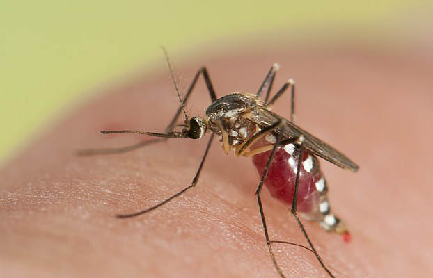 Japanese Encephalitis kebanyakan ditularkan melalui nyamuk. (Foto: Getty Image) 