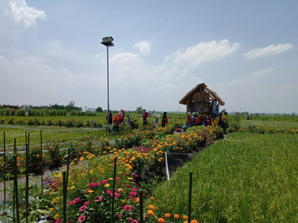Sawah di desa Besur Kecamatan Sekaran, Lamongan menjadi objek wisata desa berbasis pertanian. (Foto: Totok/ngopibareng.id) 
