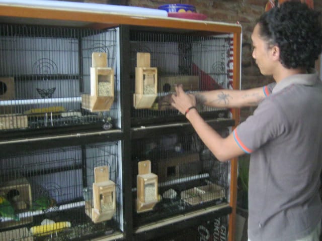 Seorang penangkar burung Love Bird, yang masih bertahan hingga sekarang di tengah lesunya harga burung kicauan asal Afrika. (Foto: Totok/ngopibareng.id)