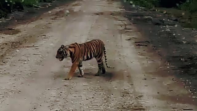 Seekor harimau sumatera berkeliaran di perkampungan warga. Foto: istimewa