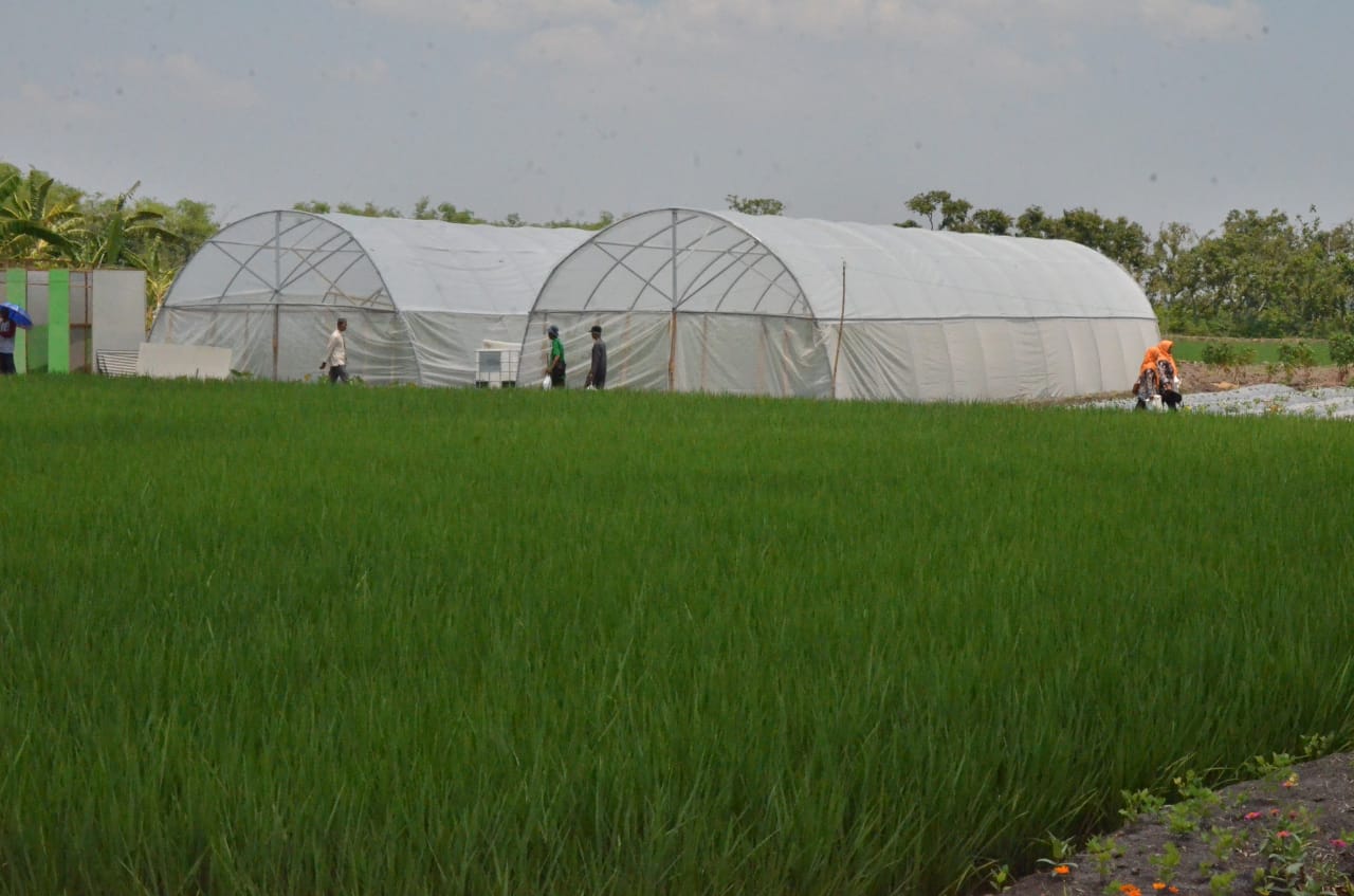 Pembenihan padi bibit unggul di Desa Besur, Kecamatan Sekaran yang menjadi daya tarik Batan dalam pengembangan benih padi varietas unggul. (Foto: Totok/ngopibareng.id)
