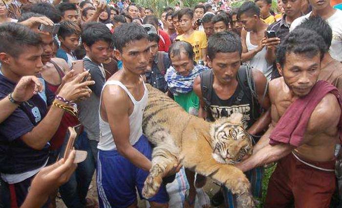 Masyarakat mengangkat harimau yang selama tiga hari terjebak di Pasar Pulau Burung di Indragiri Hilir, Riau. (Foto:Kabar24)