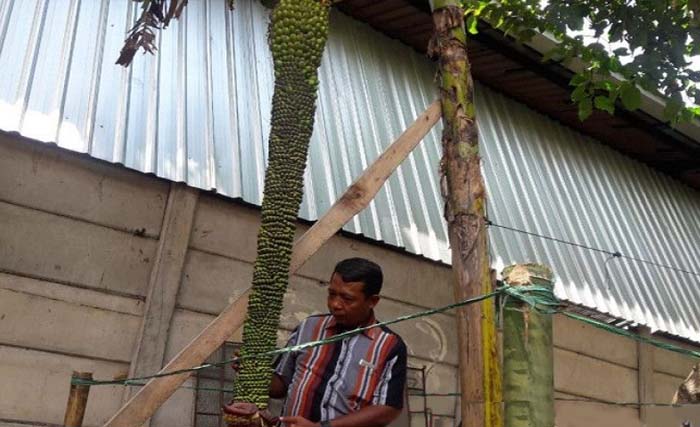 Kepala Desa Pare Supangat mengamati buah pisang dengan tandan dua meter lebih. (Foto: Heru Suyitno/Antara)