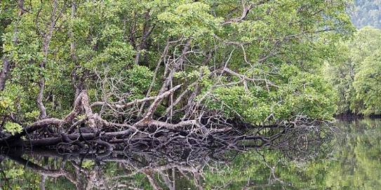 Kawasan penyangga Taman Nasional Komodo. foto:pesona indonesia