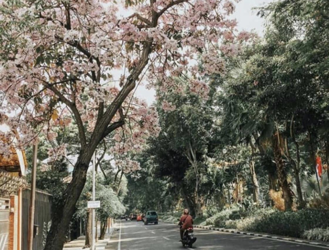 Pohon bunga Tabebuya bermekaran di salah satu sudut Kota Surabaya. Foto: istimewa