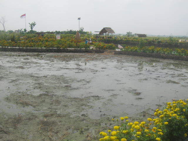 Lokasi wisata sawah di Desa Besur usai panen berdampak pada turunnya pengunjung. (Foto: Totok/ngopibareng.id)