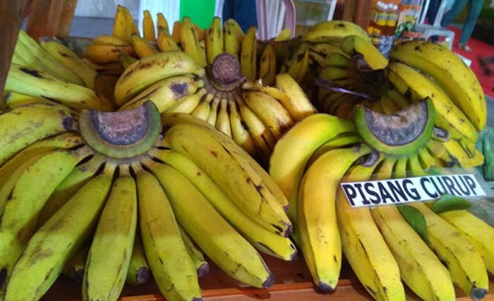 Pisang Ambon Curup dari Bengkulu, konon pisang terbaik di Indonesia. (Foto: Zefy)