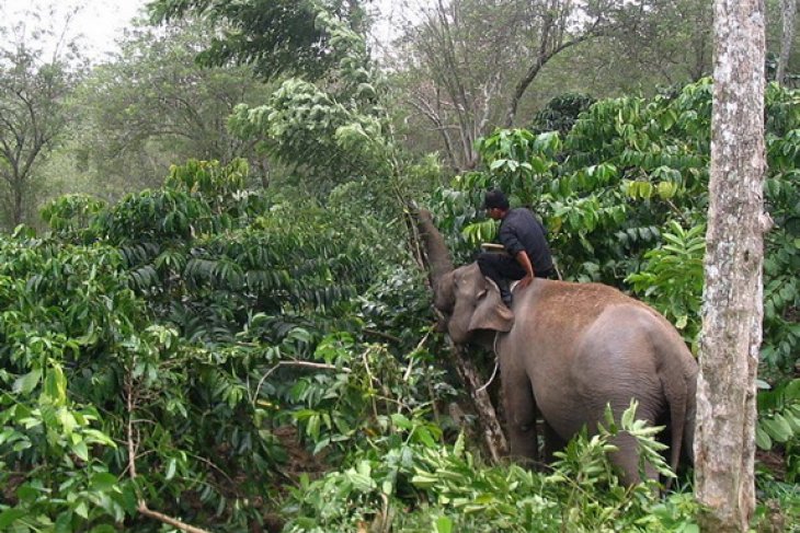 Petugas bersama gajah jinak merusak kebun kopi ilegal di kawasan hutan wisata Gunung Api Bukit Kaba. (Foto: dok/antara)