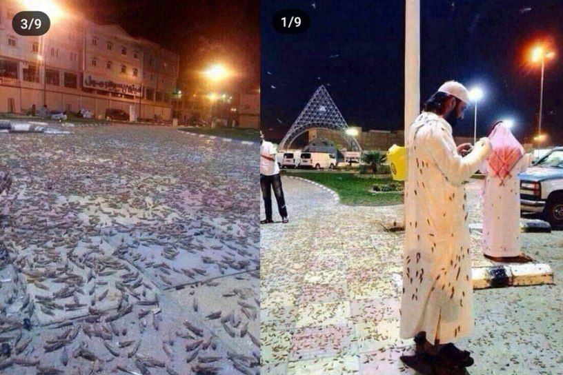 Fenomena ribuan jangkrik dan belalang penuhi Kota Suci Makkah. (Foto: The National/WordPress.com)