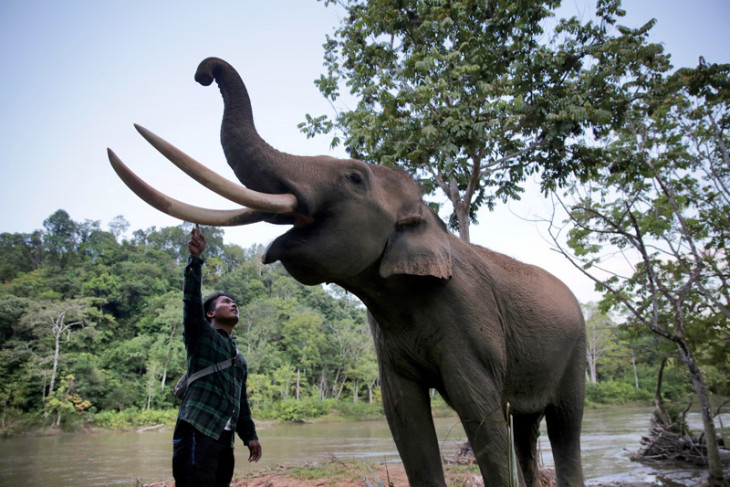 Pawang gajah (mahout) merawat Gajah Sumatra jinak dewasa di Conservation Respon Unit (CRU) Sampoiniet, Aceh Jaya, Aceh. (Foto: dok/antara)