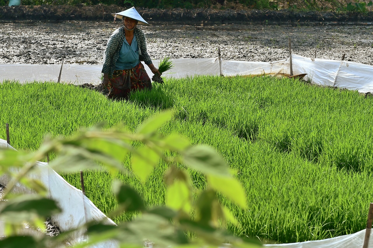 Petani di Lamongan tidak takut gagal panen karena mengikuti asuransi pertanian (foto :Totok/ngopibareng.id)