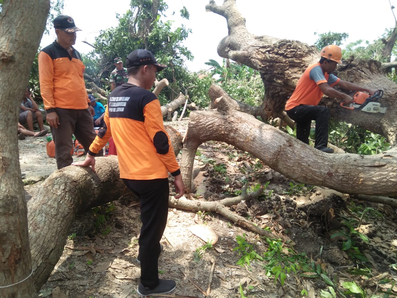 Petugas BPBD memotong pohon yang tumbang tersapu puting beliung (foto:Totok/ngopibareng.id)