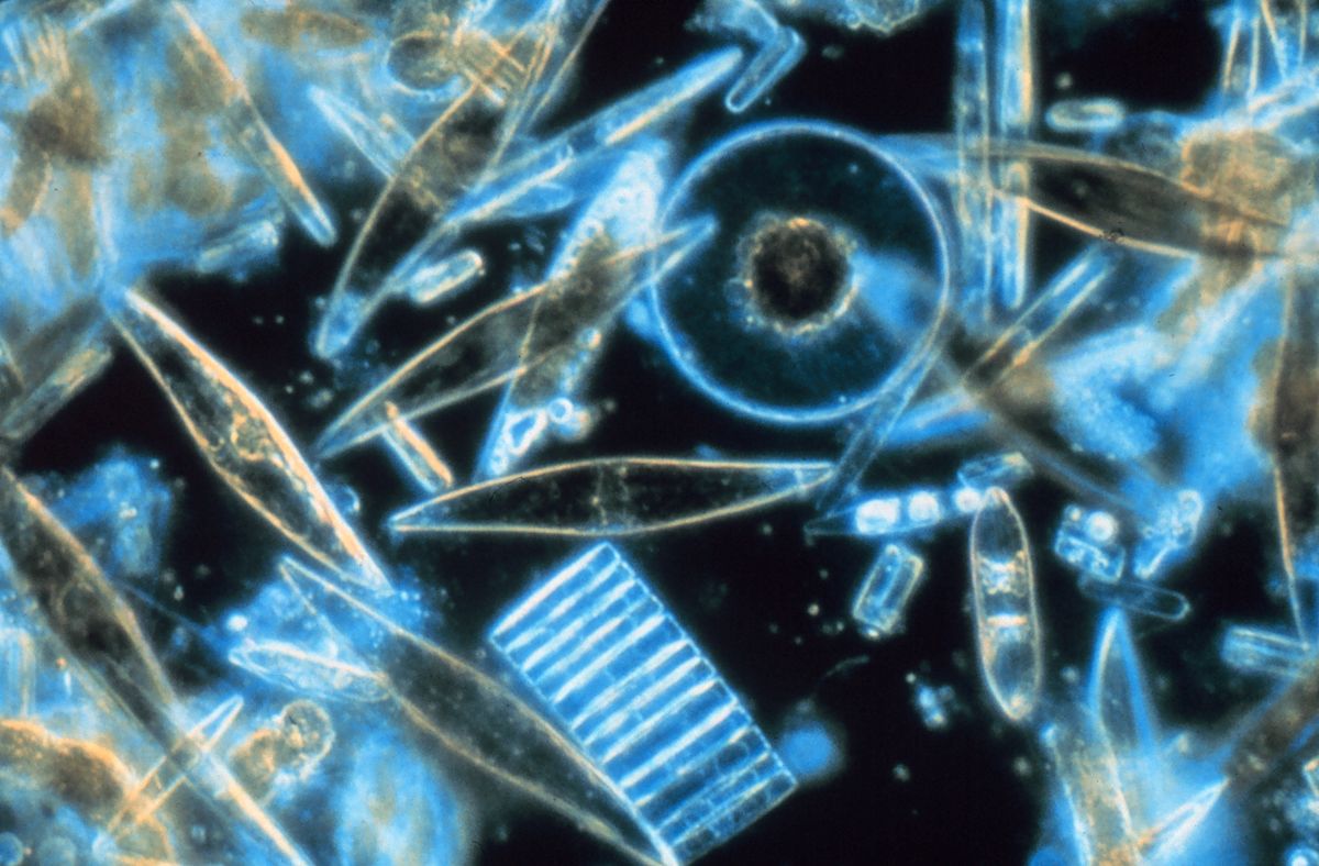 Ilustrasi  Phytoplankton  (Foto: Wikipedia)