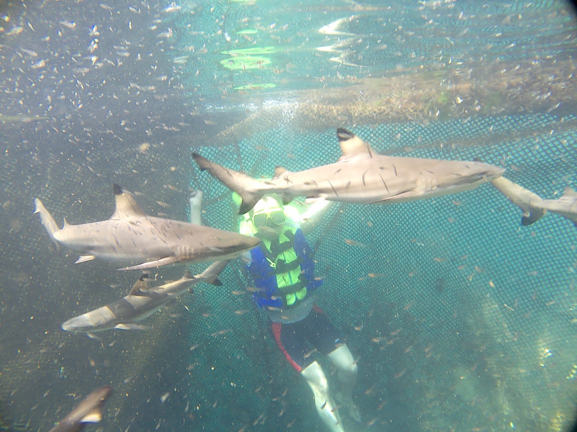 Bisa berselfie dengan hiu di penangkaran hiu di Bangsring. Bukan main kan. (Foto:Famtrip/Istimewa)