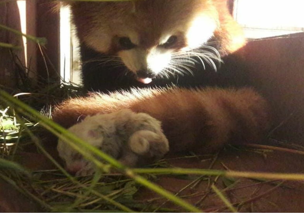 Bayi Panda Merah di Taman Safari Bogor. (Foto: istimewa)