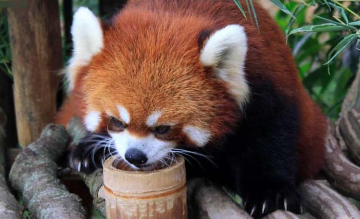 Bayi panda merah yang lahir di Taman Safari Bogor, Kamis lalu. (Foto:Taman Safari)
