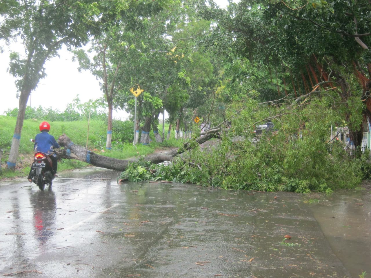 Pohon tumbang akibat angin disertai hujan mengguyur Lamongan, Rabu, 23 Januari 2019. (Foto: Totok/ngopibareng.id)