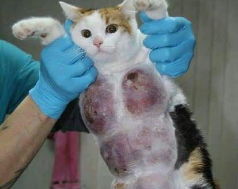 Kucing yang terkena pyometra akibat pemberian Pil KB (Foto: google) 