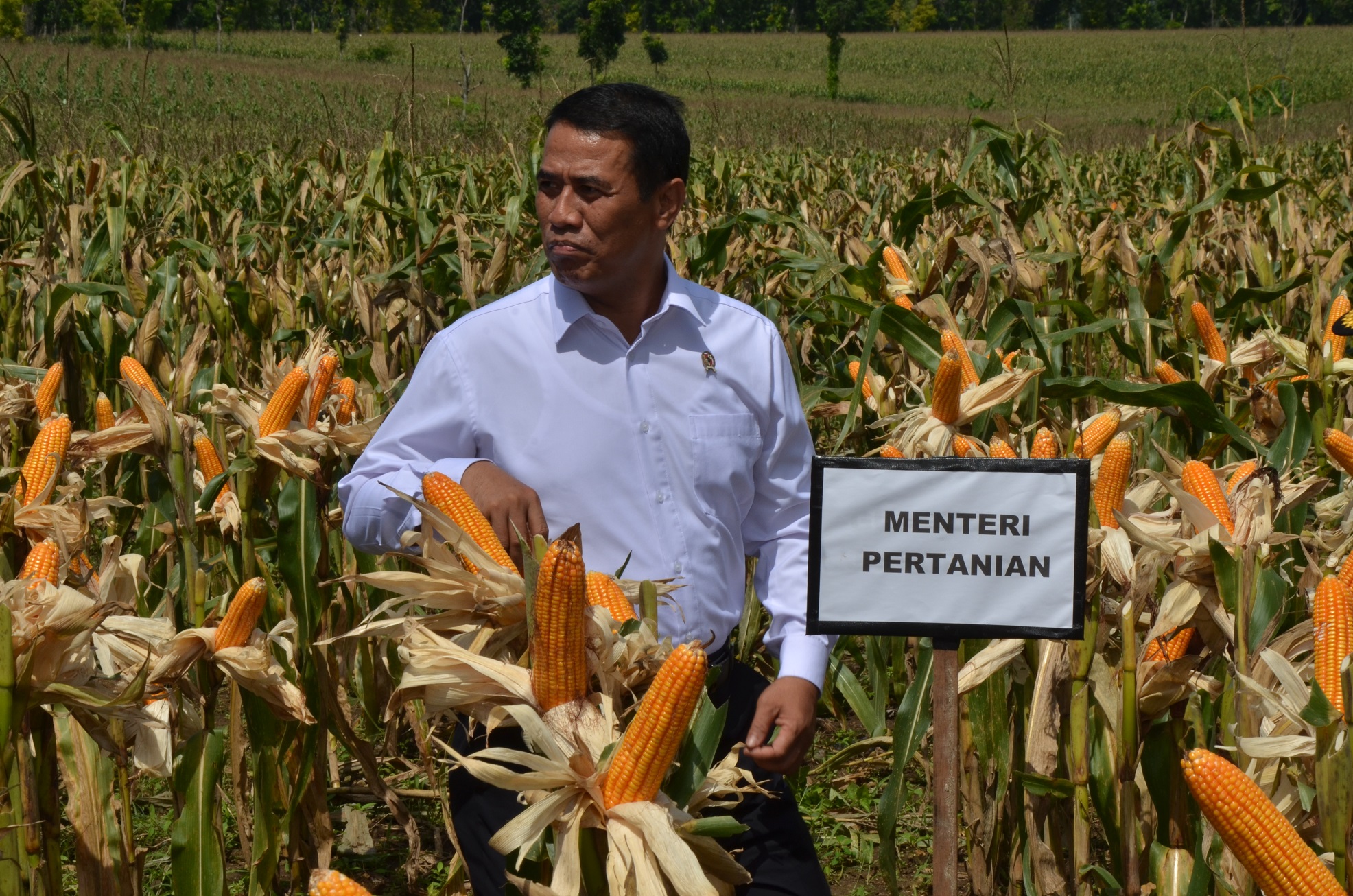 Menteri Pertanian Amran Sulaman saat panen jagung di Lamongan (Foto:Totok/ngopibareng.id)