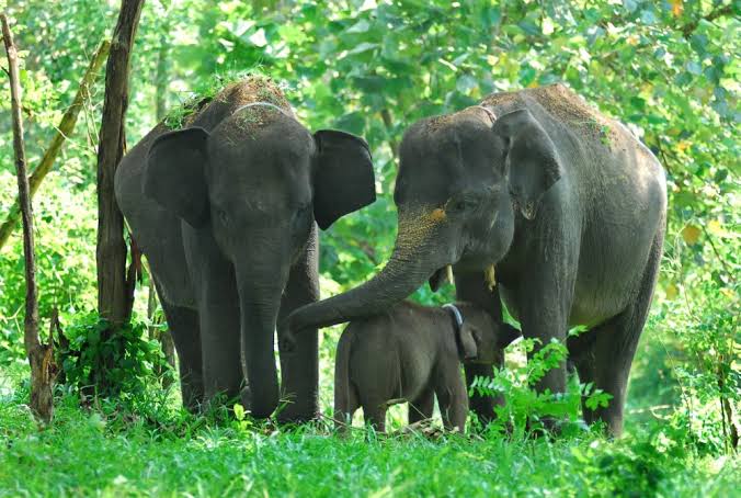 Kelompok Gajah Sumatera. (Foto: dok/antara)