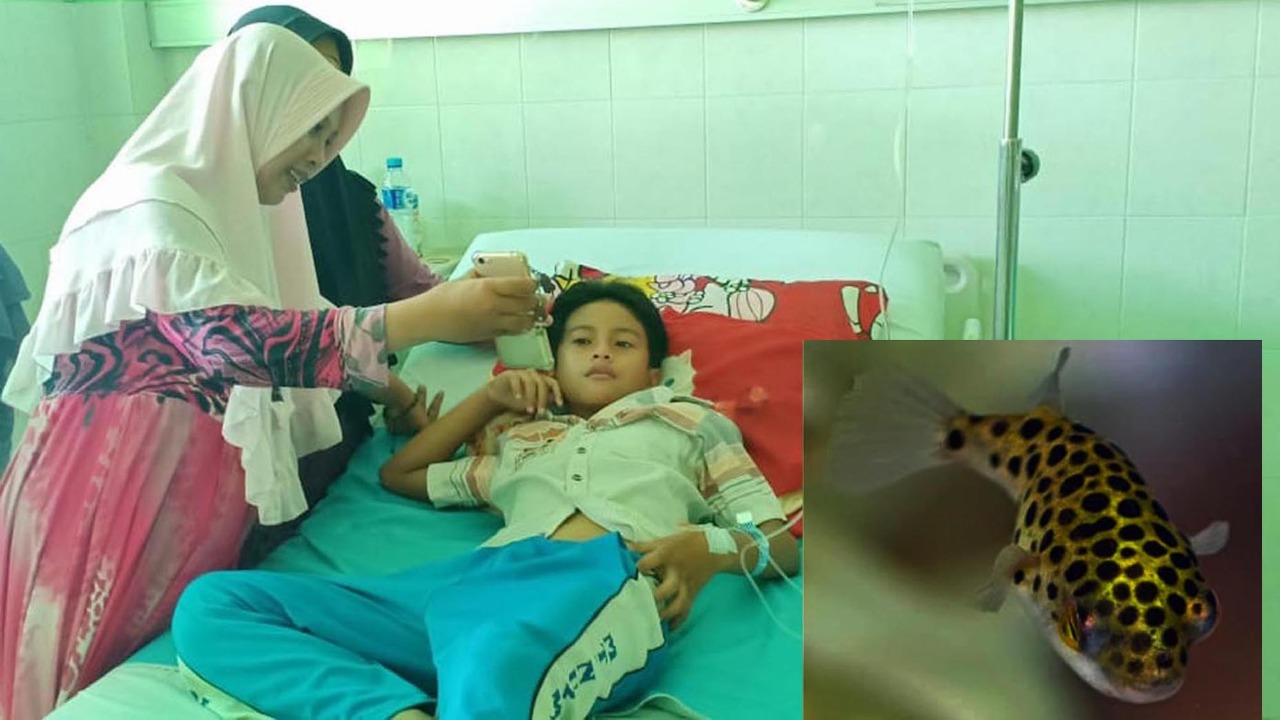 Muhammad Habibullah, 13 tahun dirawat di RSUD Waluyo Jati, Kraksaan, Kabupaten Probolinggo usai makan ikan buntal. Insert: ikan buntal. (Foto: Ikhsan/ngopibareng.id)
