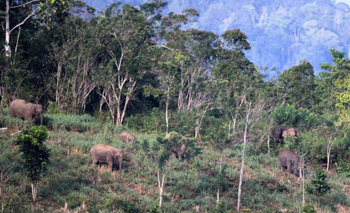 Kawanan gajah sumatra liar  masih berada di kebun warga di Desa Negeri Antara, Kecamatan Pintu Rime, Kabupaten Bener Meriah, Aceh, Minggu. (Foto:Antara/Irwansyah Putra)