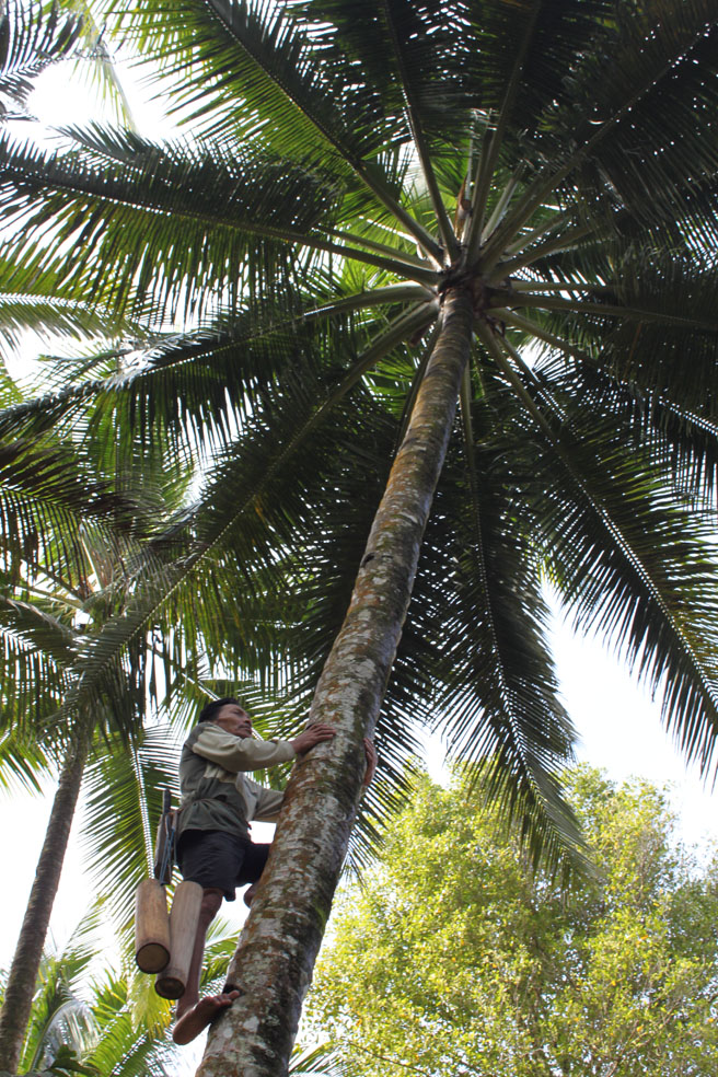 Memanjat kelapa mengambil niranya itu bertaruh nyawa. Tak ada arusansi, tak ada bantuan apapun kalau sampai jatuh dari pohon kelapa. (Foto:WidiKamidi/ngopibareng.id)