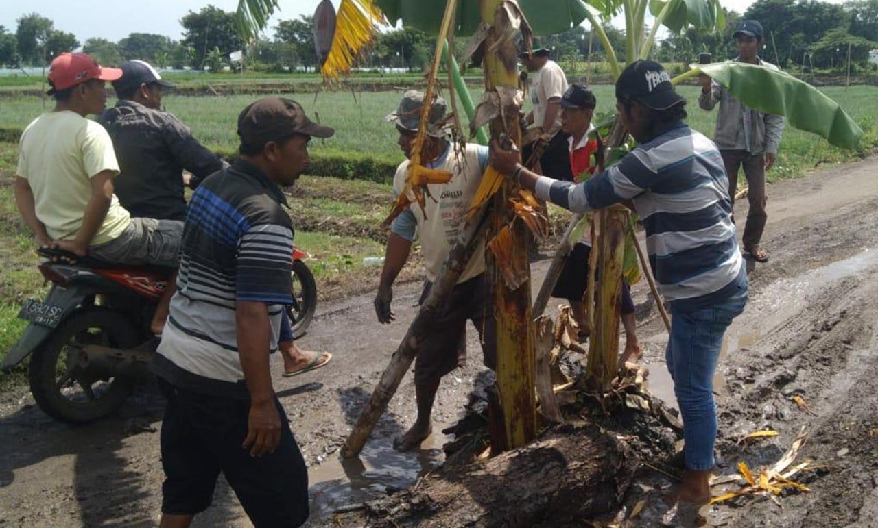 Warga Desa Ngepoh, Kecamatan Dringu, Kabupaten Probolinggo menanam batang pisang di tengah jalan. (Foto: Ikhsan/ngopibareng.id)