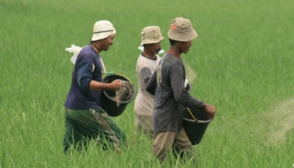 Ilustrasi petani memupuk padi. (Foto: dok/antara)