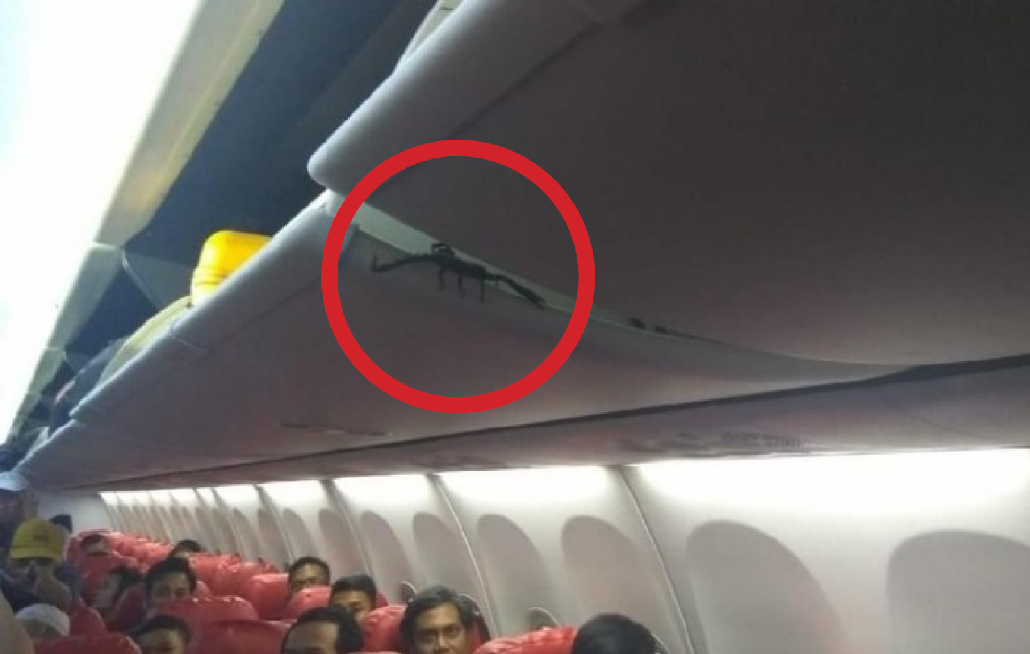 Penumpang pesawat melihat kalajengking di kabin bagasi saat pesawat mendarat di Bandara Soekarno Hatta.