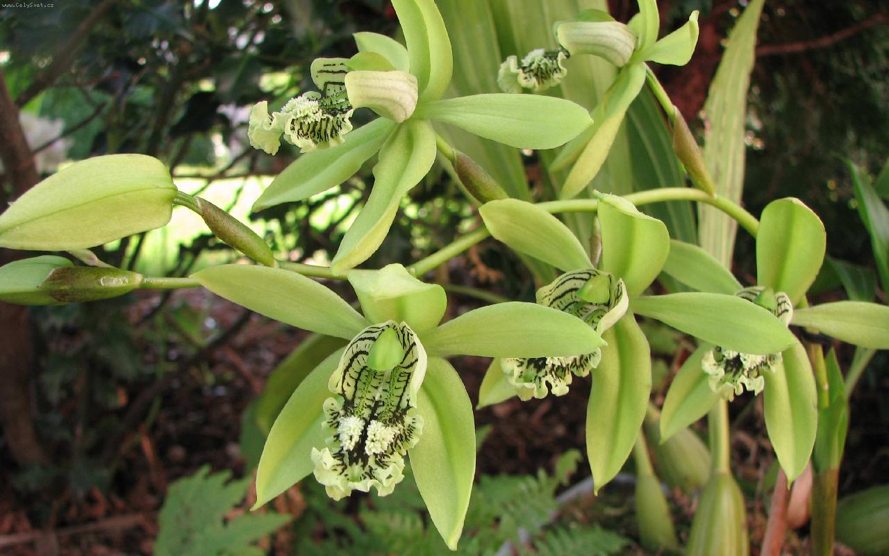 Anggrek hitam atau Coelogyne Pandurata. (Foto: Brooklyn Orchids)