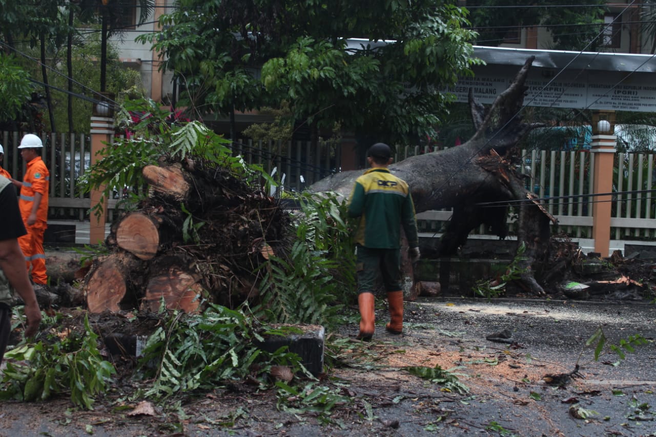 Pohon tumbang di jalan Dr. Cipto Malang (Foto:Istimewa)