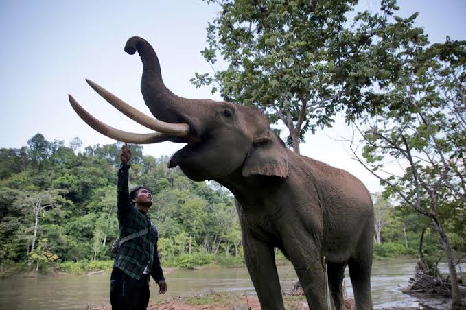 Seorang pawang sedang memandikan gajah Sumatera. (Foto: dok/antara)