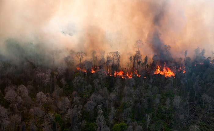 Kebakaran hutan di Provinsi Riau makin meluas, sejak Januari 2019 telah mencapai 1.136 hektare. (Foto:Antara)