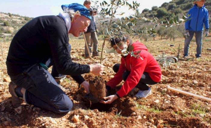 Penanaman pohon zaitun di tanah yang terancam penyitaan untuk perluasan permukiman Yahudi di Bani Hefer.
