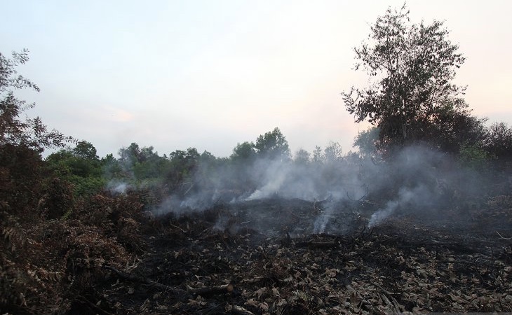Dokumen Kebakaran hutan gambut. (Foto: dok/antara)