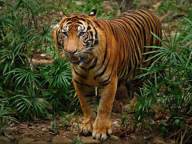 Harimau Sumatera (Panthera tigris Sumatrae)