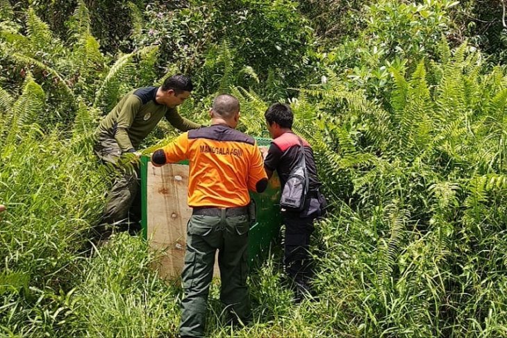 Petugas dari BKSDA memasang perangkap untuk menangkap beruang di daerah Sampit, Kalimantan Tengah. (Foto: dok/antara)
