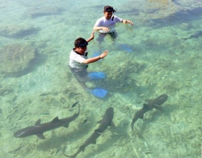 Wisatawan domestik bermain dengan ikan hiu sirip hitam di penangkaran Pulau Menjangan Besar, Kecamatan Karimunjawa, Jepara, Jawa Tengah. (Foto: Antara/Wisnu Adhi Nugroho)